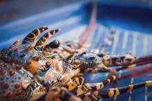 Nos prestations sur le secteur de près de Bandol dans le Var